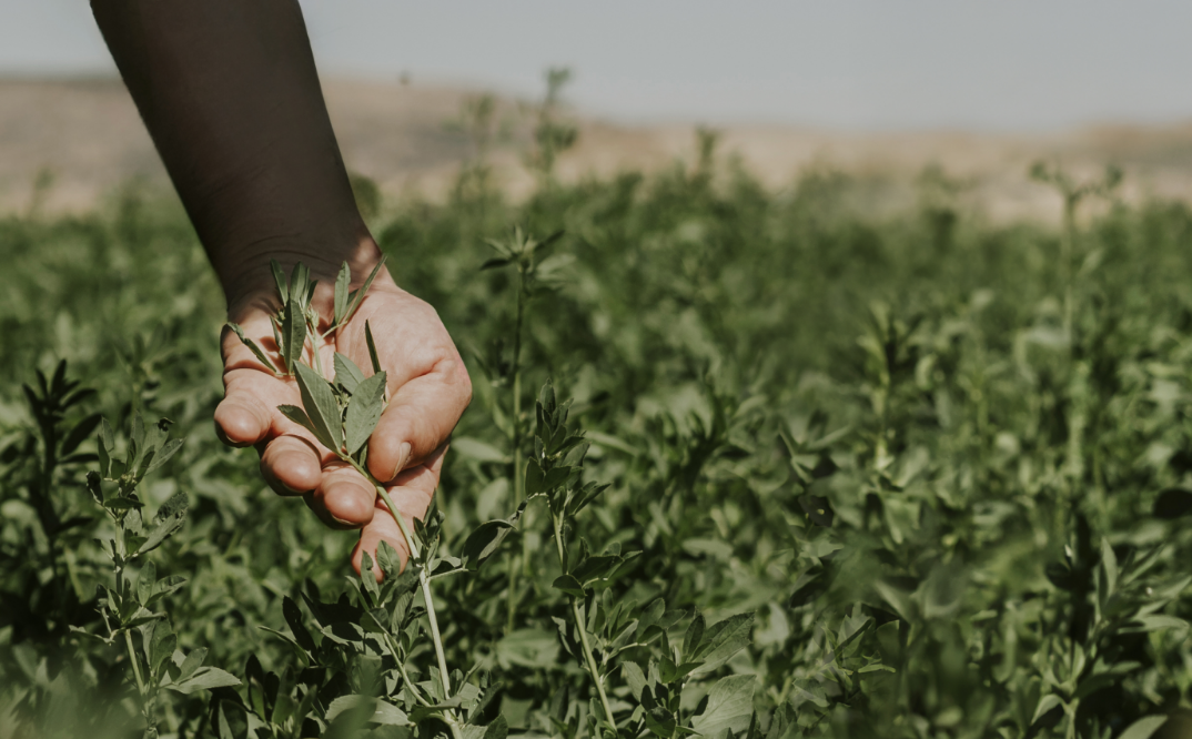 Fields Summary